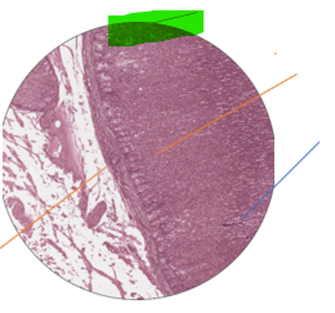 <p>label region and organ</p>