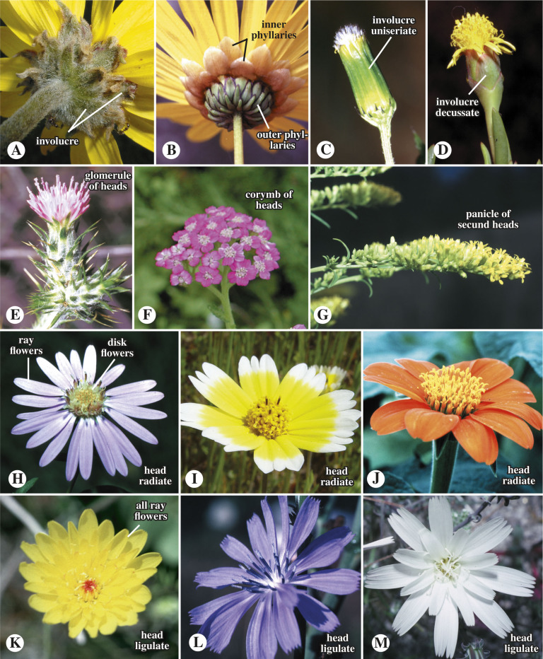 composites of many small flowers in a disk like flowerhead
-ex: eutrochium spp, rudbeckia fulgida, solidago spp, liatris spicata, symphyotrichum spp