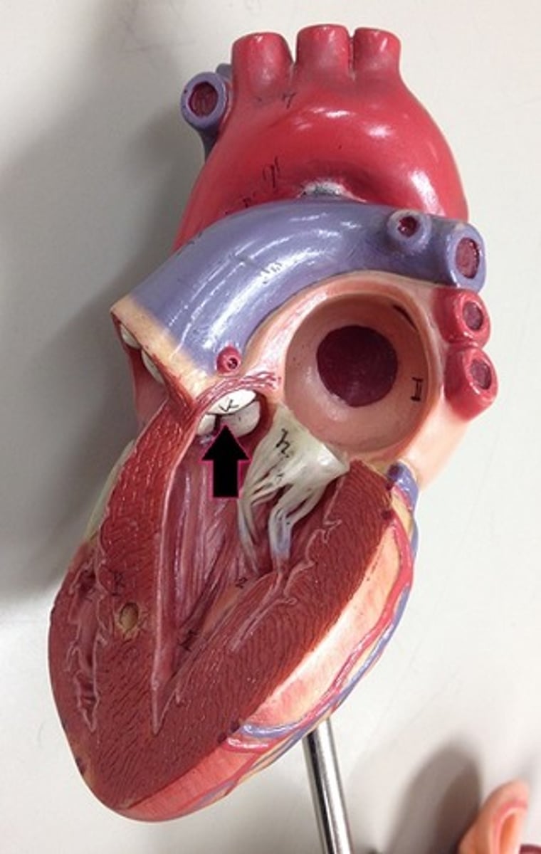 <p>Identify the valve.</p>