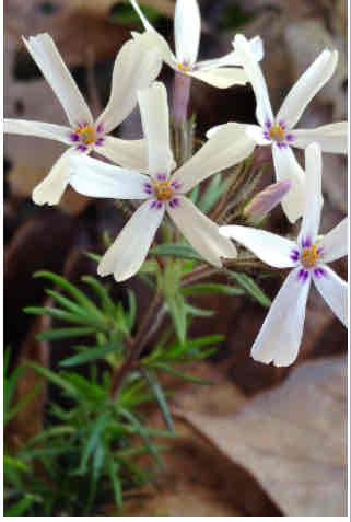 <p><span>Phlox subulata</span></p><p><span>Creeping Phlox</span></p>