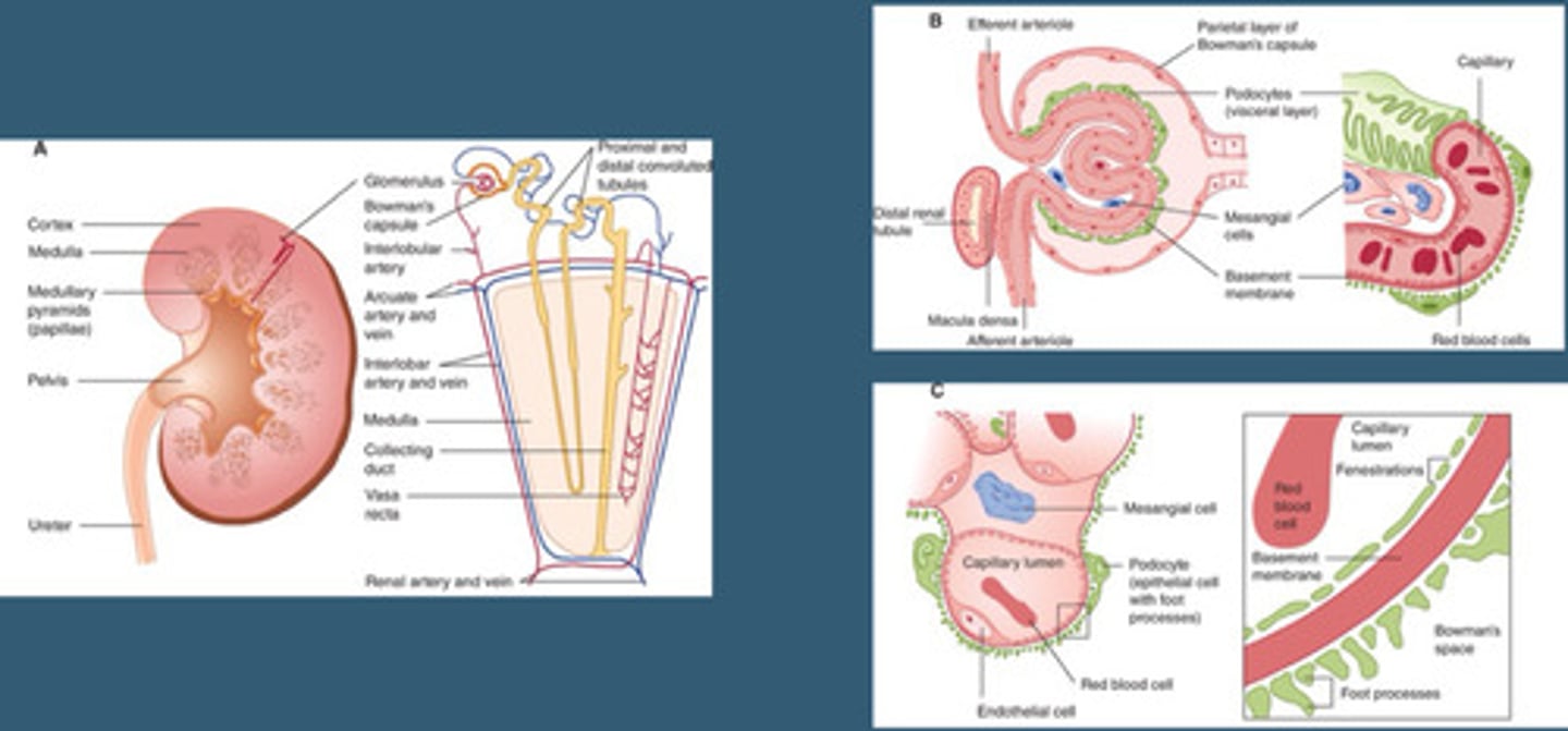 <p>Kidneys filter blood, the filtrate is urine.</p>
