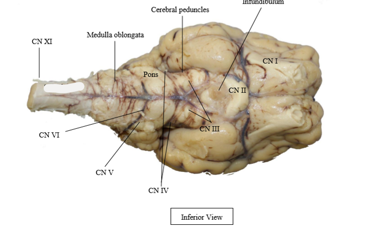 <p>infundibulu,</p><p>cerebral peduncles</p><p>medulla oblongata</p><p>spinal chord</p><p>pons</p><p>Cranial nerve 1-7</p>