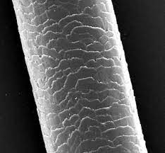 Human Cuticle 