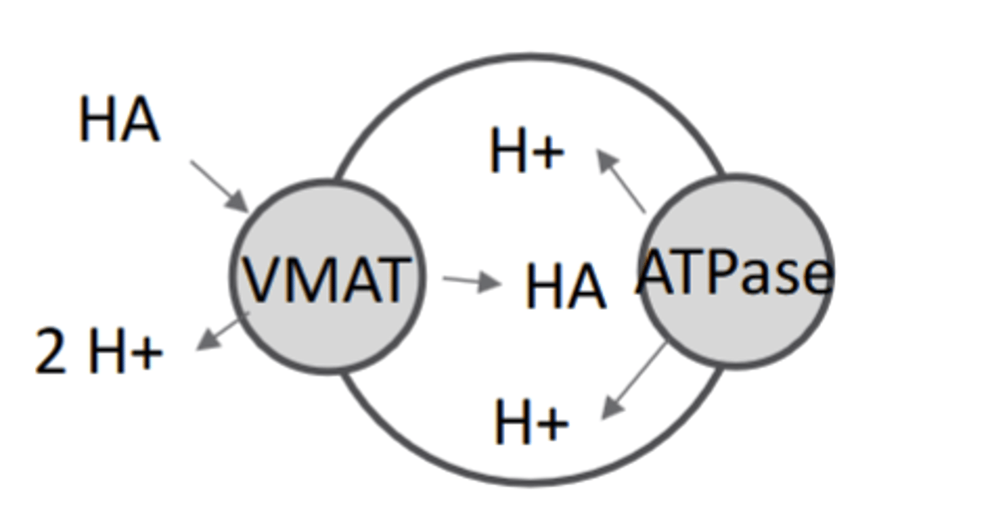 <p>Vesicular Monoamine Transporter (VMAT)</p>