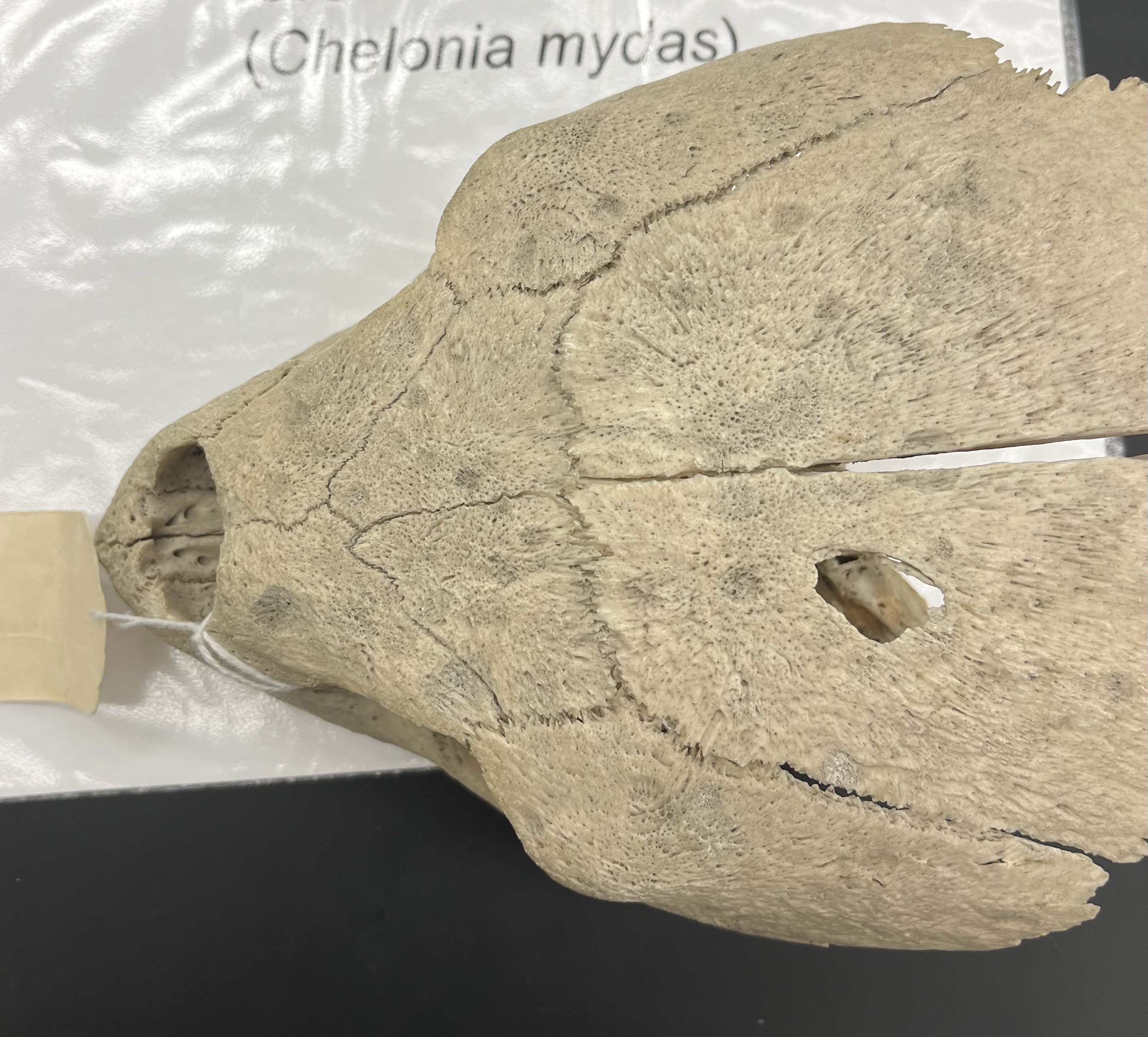 <ul><li><p>skull</p></li><li><p>larger</p></li><li><p>1 pair of prefrontal plates between eyes</p></li><li><p>no ridge down center back</p></li></ul><p></p>