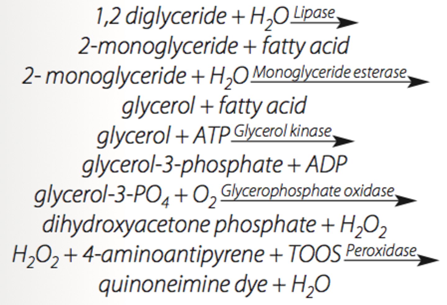 <p>Peroxidase coupling</p><p>Although all of the methods cited are available, the most commonly used method for lipase assay is based upon the hydrolysis of a synthetic diglyceride substrate yielding 2-monoglyceride. This is hydrolyzed and forms glycerol, which is phosphorylated and forms glycerol-3-phosphate. This is oxidized by glycerophosphate oxidase, yielding hydrogen peroxide.</p>
