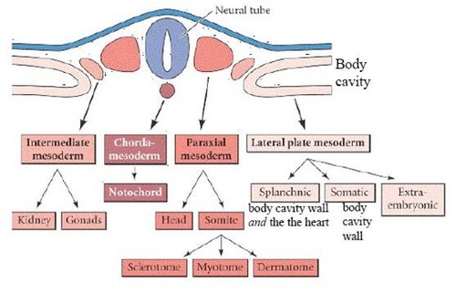 - somites derived from paraxial mesoderm
- somitomeres develop into somites
 - box-like structures