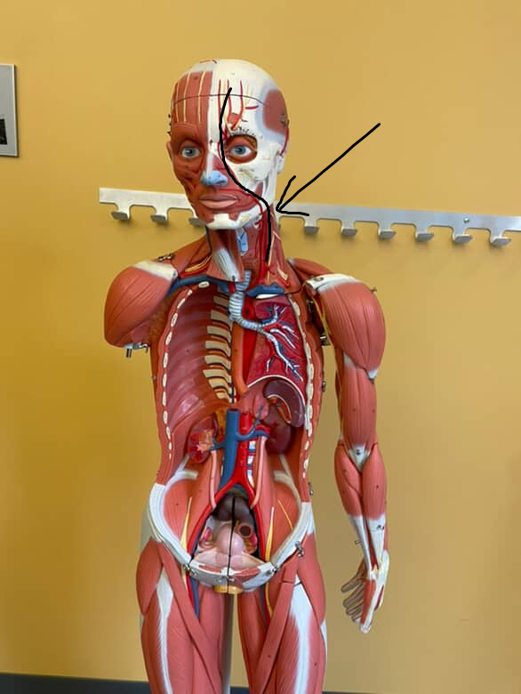 <p>splits off either side of the common carotid arteries, supplying blood to the sueprficial face and neck</p>