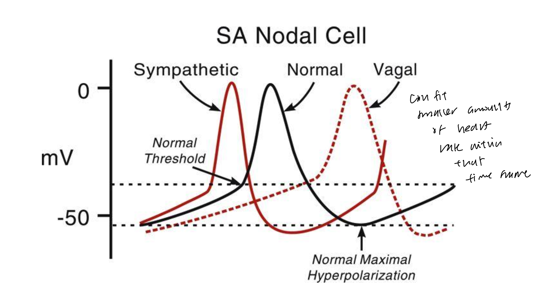 <ul><li><p>binds to beta-adren receptors and activates the G-protein signaling pathway to ultimately increase Ca2+ influx</p></li><li><p>this increases slope of phase 4 and lowers threshold to depolarize in phase 0</p></li><li><p>increased chronotropy due to accelerated depol and repol, and shortens the overall cycle length</p></li></ul><p></p>