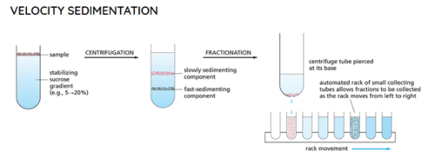 <p>- depends on gravity</p><p>- subcellular components sediment at different speeds according to their size and shape when layered over a solution of 5-20% sucrose</p><p>- after centrifugation, the first few fractions will have fast-sedimenting particles, whereas later fractions contain slow sedimenting particle</p>