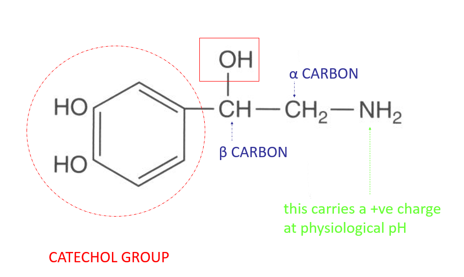 <ul><li><p>positive charge at physiological pH </p></li><li><p>catechol group </p></li><li><p>modification of the alpha and beta carbon will distinguish the family members from one another </p></li></ul><p></p>