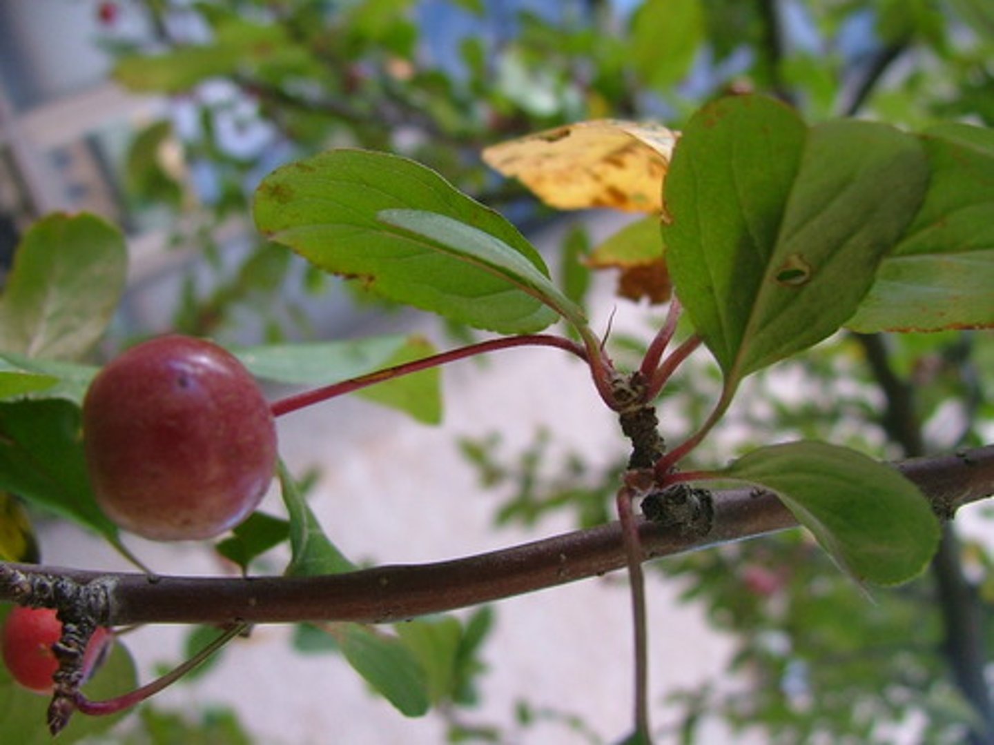 <p>Malus sp.</p>