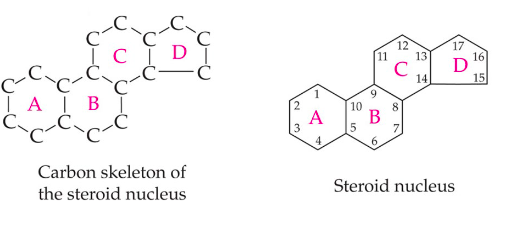 <p>are synthesized from the five-carbon isoprene unit</p><p>part of a diverse collection of lipids called isoprenoids</p><ul><li><p>terpenes</p></li></ul><p>contain the steroid carbon skeleton</p><ul><li><p>a collection of 4 fused carbon rings</p></li></ul>