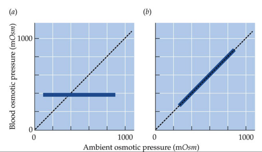 <ul><li><p>In the left graph, an osmotic regulator maintains a relatively constant blood osmotic pressure regardless of changes in the environment, reflected by a horizontal line (does not follow isoosmotic line)</p></li><li><p>In the right graph, an osmotic conformer, whose internal osmotic pressure increases proportionally with environmental osmotic pressure, closely follows the isoosmotic line</p></li></ul><p></p>