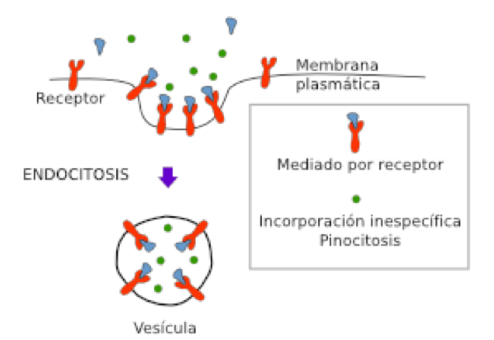 <p>• Ingestion of substances dissolved in the form of small liquid drops that will cross the cell membrane when there is an infolding of the membrane.</p><p>• Small pinocytic vesicles are formed.</p>