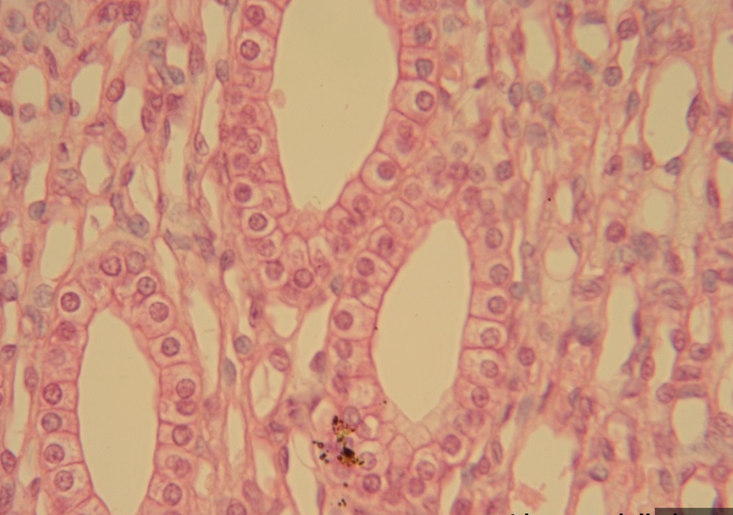 <ol><li><p>What tissue is this?</p></li><li><p>Where can it be found?</p></li><li><p>What is its function?</p></li></ol><p></p>