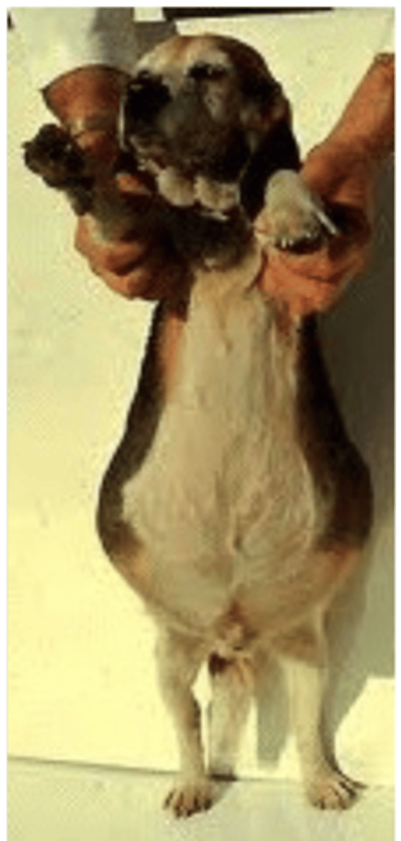 <p>what could be the issue?</p>