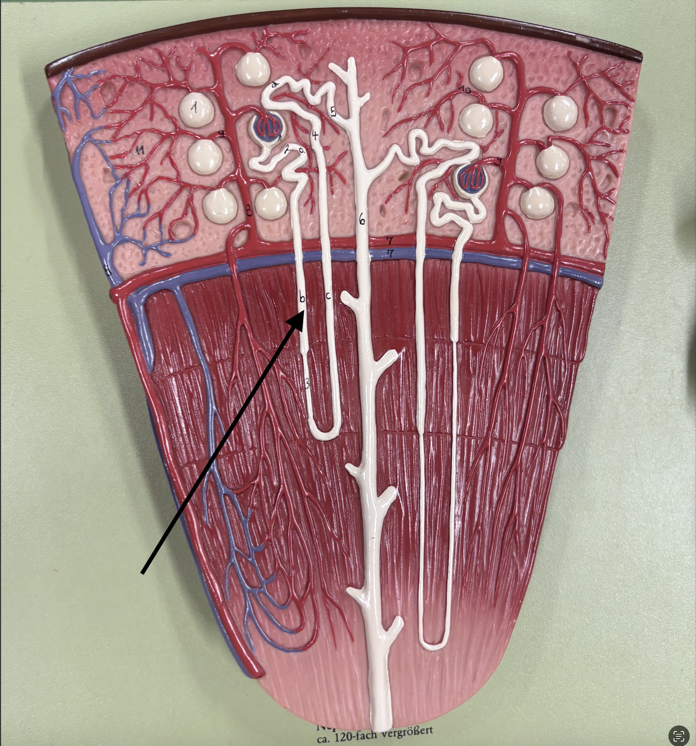 <p>what structure is the arrow pointing to? </p>