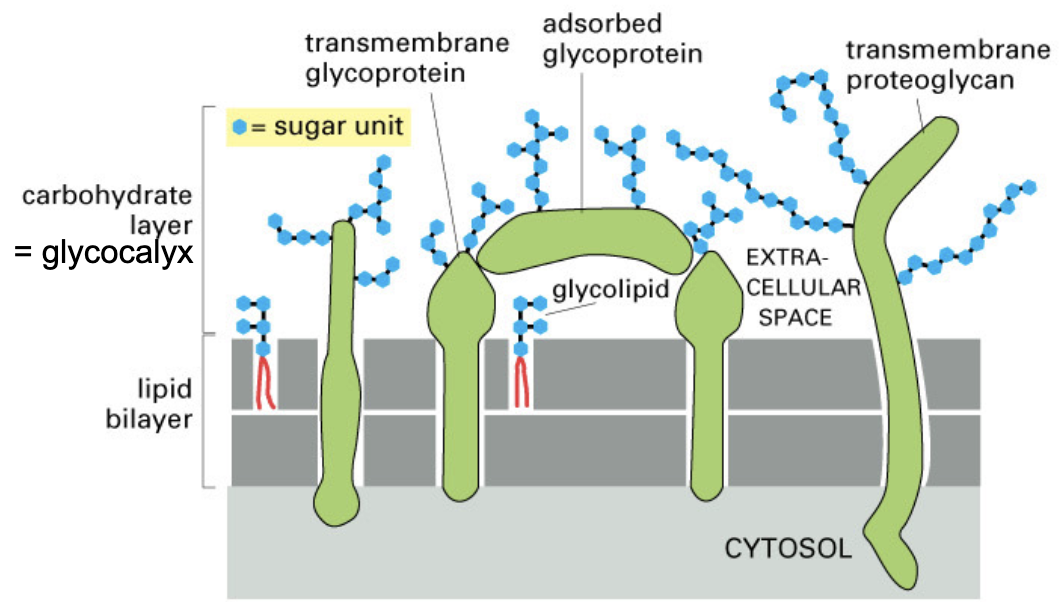 <ul><li><p>glycoprotein</p></li><li><p>proteoglycan</p></li><li><p>glycolipid</p></li></ul><p></p>