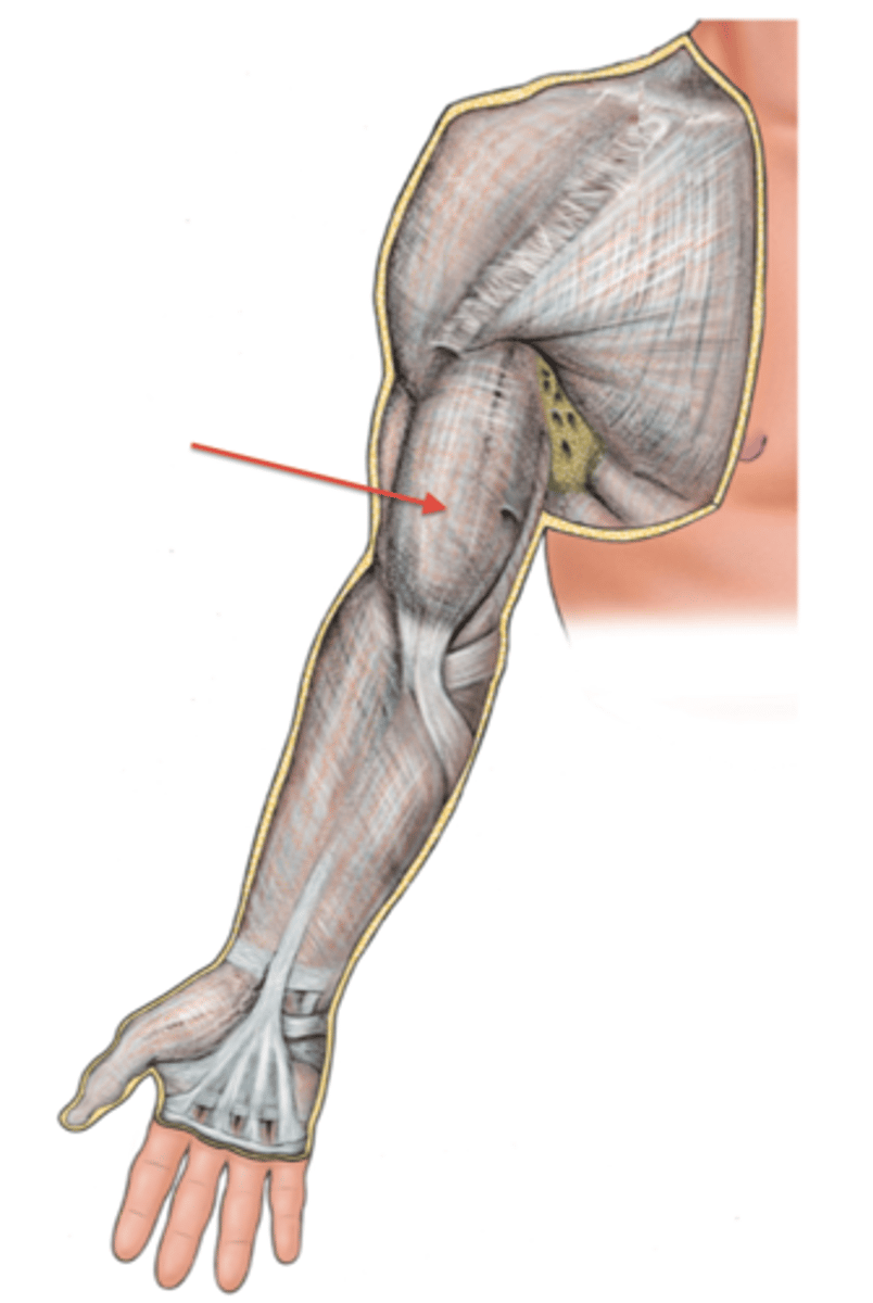 <p>sheath of deep fascia that encloses the arm like a sleeve deep to skin and superficial fascia. It is continuous superiorly with the deltoid, pectoral, axillary, and infraspinous fascias, and inferiorly with the antebrachial fascia (at the level of the elbow)</p><p>- Contains Medial &amp; Lateral intermuscular septa</p>