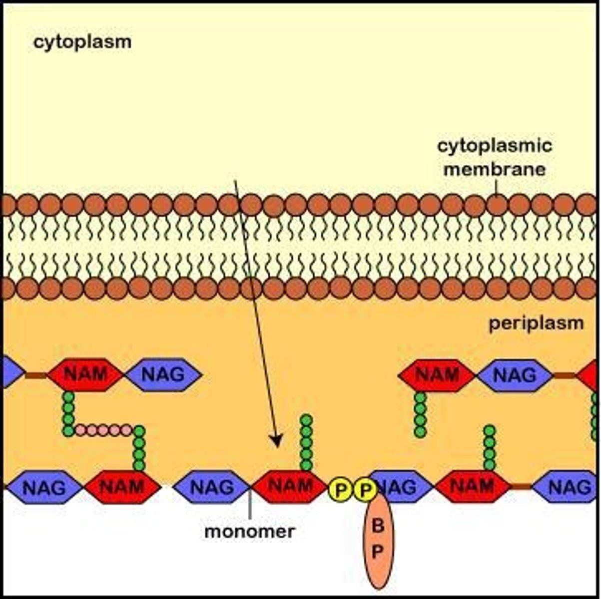 <p>It is a rigid structure that provides shape, protects against osmotic pressure, and is composed of peptidoglycan.</p>