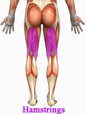 <p>powerful knee flexors cross the knee and hip joint prime movers-flexion biceps femoris semitendinosus semimembranosus</p>