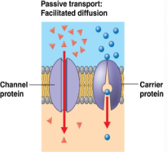 <p>A form of <strong>passive transport</strong> that uses transport proteins<br>helps <u>hydrophilic</u> substances cross; no energy used</p>