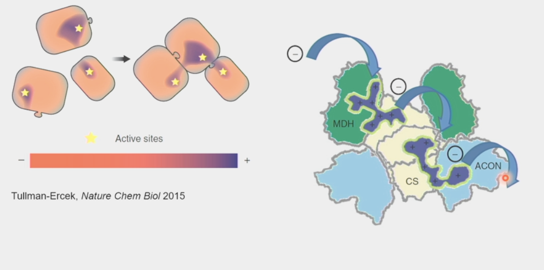 <ul><li><p>enabled by large metabolic complexes</p></li><li><p><span><span>passing of the intermediary metabolic product of one enzyme </span><strong><span>directly</span></strong><span> to another enzyme or active site </span><strong><span>WITHOUT its release into solution</span></strong></span></p></li><li><p>increase reaction rates and preserve orientation</p></li><li><p>ex. ETC</p></li></ul><p></p>