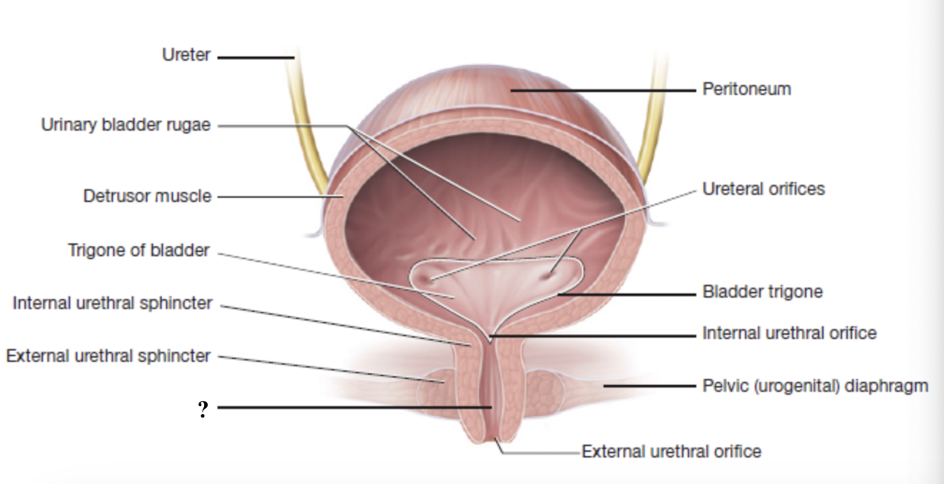 <p>final tube through which urine leaves the body </p><ul><li><p>surrounded by two sphincters </p></li></ul><p></p>