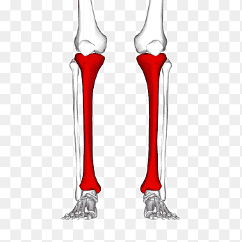 <p>Name the bone</p>