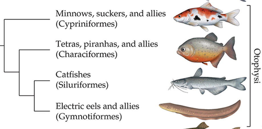 <ul><li><p>Cypriniformes are the most basal.</p></li><li><p>Siluriformes and Gymnotiformes are sister groups and the most derived clades.</p></li></ul><p></p>