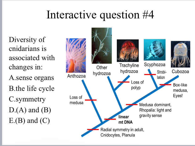 <p>Practice Question (Cndiarian Phylogeny) - Diversity of cnidarians is associated with changes in:</p>