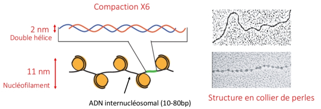 <p>Collier de perles<br />
11 nm<br />
Compaction ×6</p>