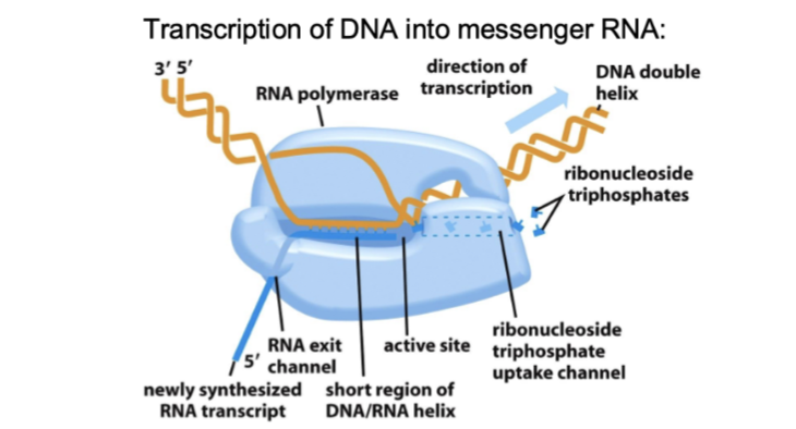 <ul><li><p>Transcription is regulated by transcription factors which can either promote or inhibit transcription</p></li><li><p>Aged and senescent tissues display overall reduced transcription, while the fraction of transcripts with sequence errors and splicing errors increase</p></li></ul><p></p>