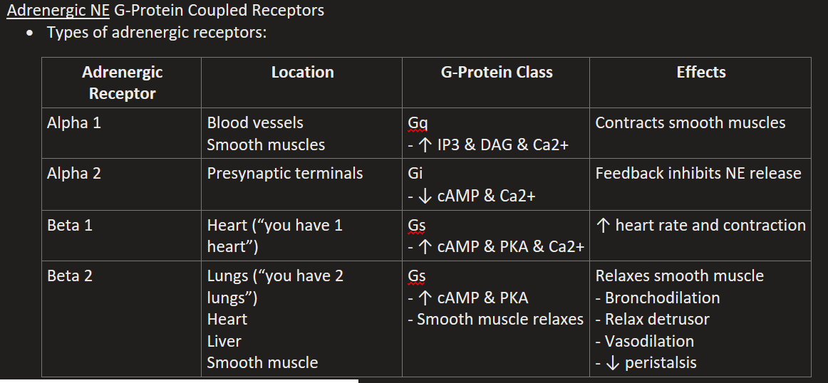 <p>Presynaptic terminals</p><p>Gi (↓ cAMP &amp; Ca2+)</p><p>Feedback inhibits NE release</p>