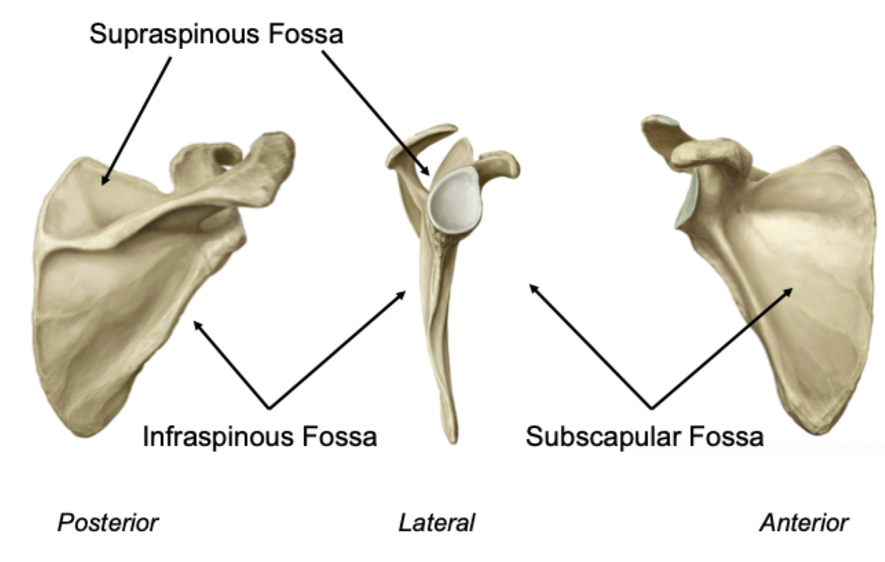 <p>3 fossae of the scapula</p>