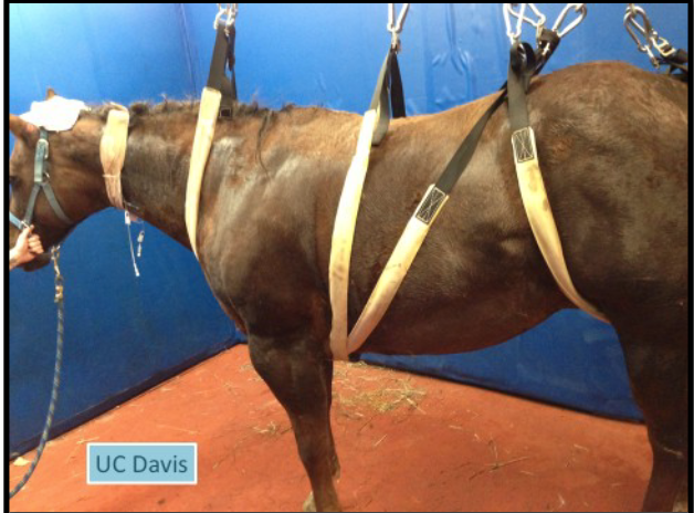 <p>what type of sling is this</p>