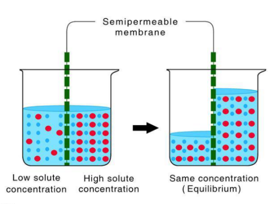 <p>Solvent molecules move from low to high solute concentration</p>