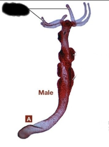 <p>What class is this? What type of reproduction is this? What part is this?</p>