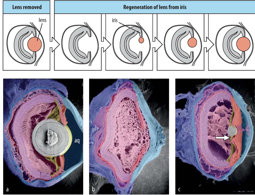 <p>Iris cells transdifferentiate into lens cells to regenerate the missing tissue, </p>