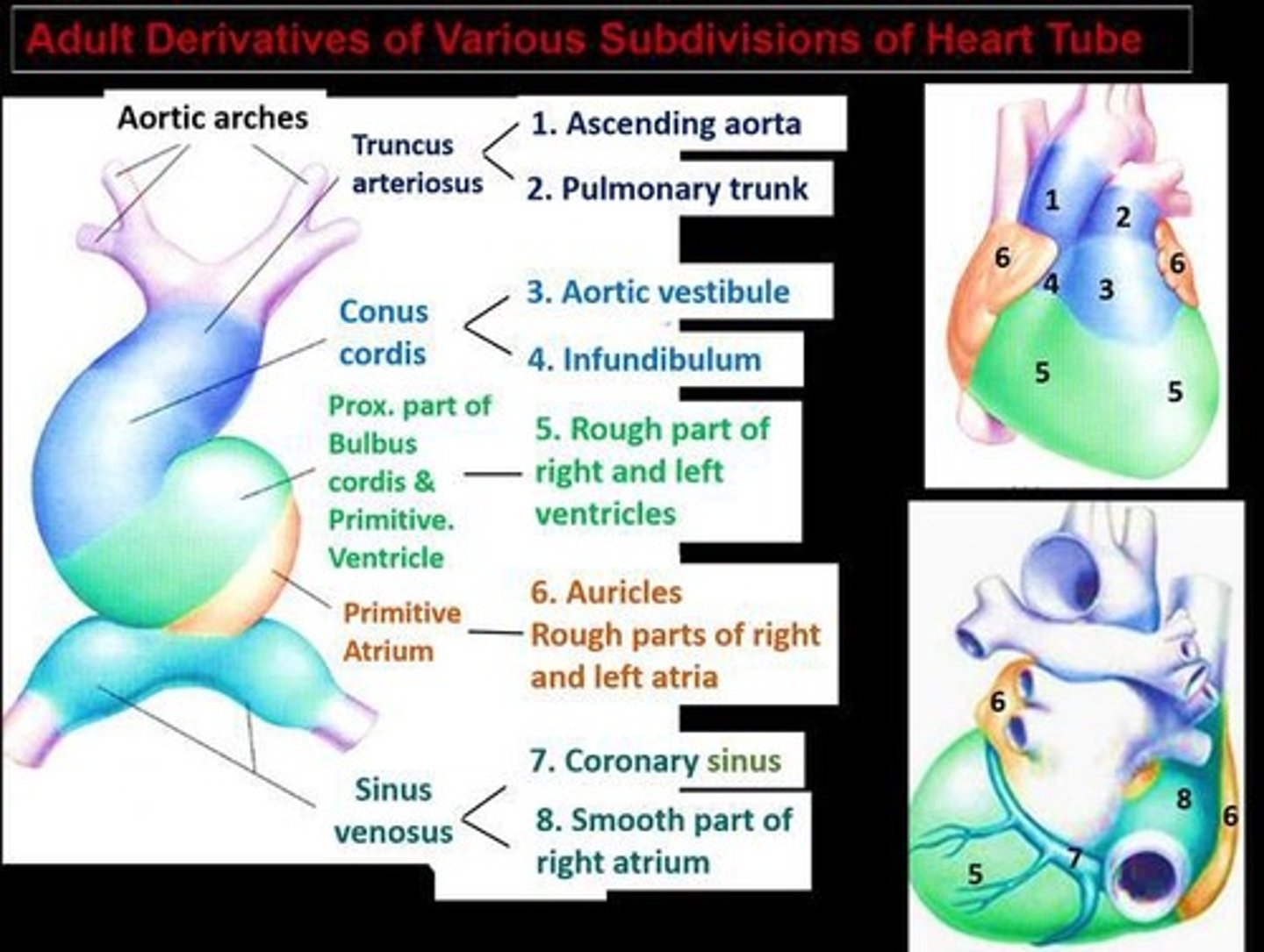 <p>They grow toward each other and fuse, dividing the truncus arteriosus into the aorta and main pulmonary artery.</p>