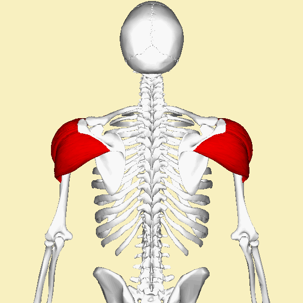 <p><span>Shoulder</span><br><span>Rounded cap-like muscle</span></p><p><span>“Delta = triangle = shoulder cap”</span></p>