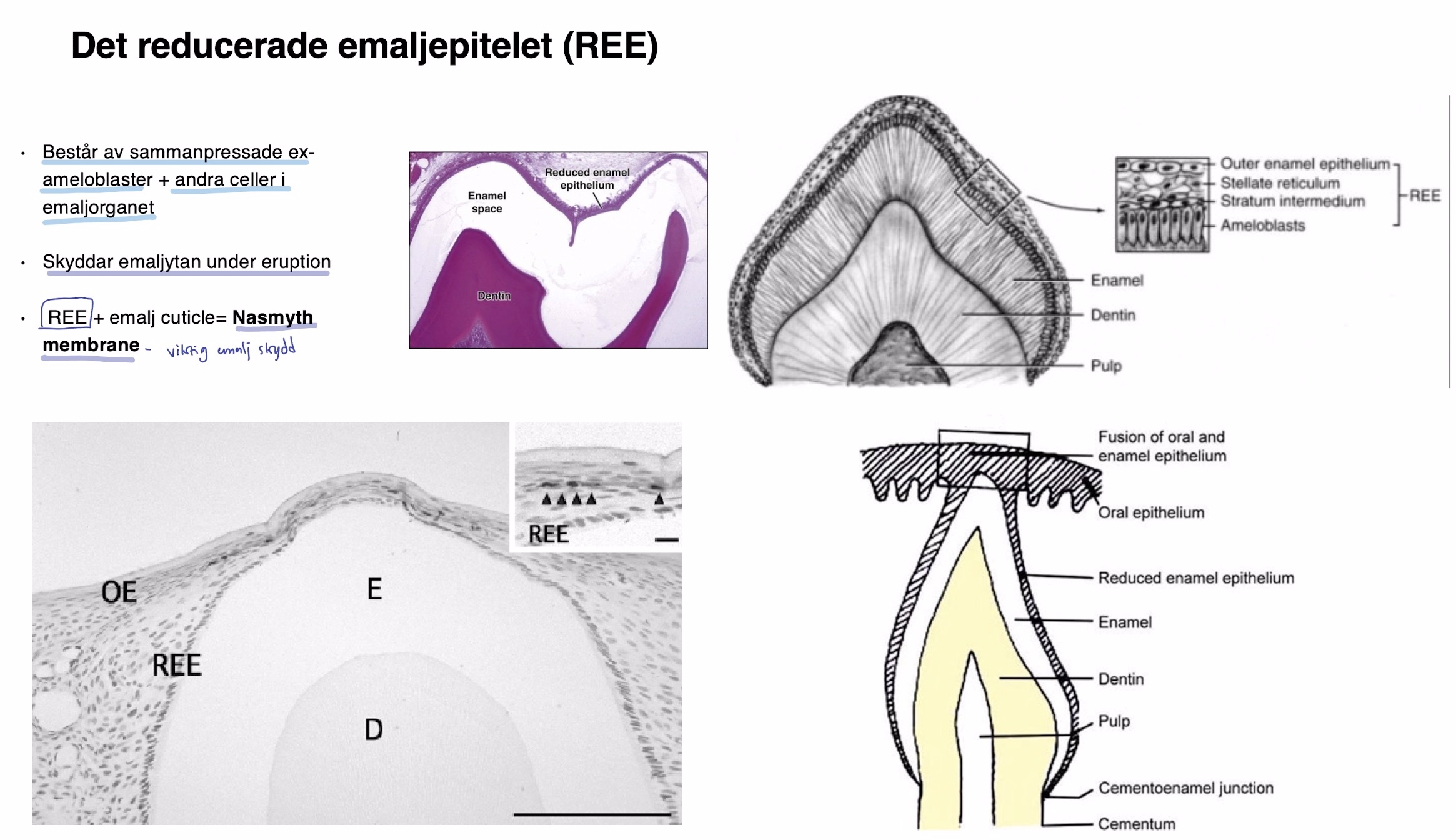 <ul><li><p><mark data-color="yellow" style="background-color: yellow; color: inherit">REE - reducerande emaljepitelet</mark></p><ul><li><p>består av sammanpressade </p><ul><li><p><strong><mark data-color="green" style="background-color: green; color: inherit">ex-ameloblaster</mark> </strong></p></li><li><p><mark data-color="green" style="background-color: green; color: inherit">+ andra celler i </mark><strong><mark data-color="green" style="background-color: green; color: inherit">emaljorganet</mark></strong></p><ul><li><p><span style="color: #d1cece">Yttre emaljepitel,</span></p></li><li><p><span style="color: #d1cece">Stellate reticulum ,</span></p></li><li><p><span style="color: #d1cece">Stratum intermedium)</span></p></li></ul></li></ul></li><li><p><mark data-color="yellow" style="background-color: yellow; color: inherit">Skyddar emaljytan under eruption</mark></p></li></ul></li></ul><p></p><ul><li><p><strong><mark data-color="red" style="background-color: red; color: inherit">Nasmyth membrane</mark></strong><mark data-color="red" style="background-color: red; color: inherit"> = REE + enamel cuticle</mark></p><ul><li><p>viktigt emalj skydd</p></li></ul></li></ul><p></p>