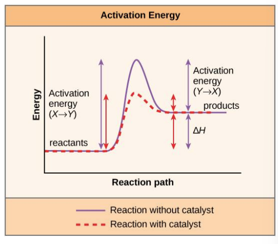 <ul><li><p>primarily protein catalysts that speed up reactions by lowering the required activation energy</p></li><li><p>bind with reactants and promote bond-breaking and bond-forming processes</p></li><li><p>very specific, catalyzing a <em>single</em> reactions</p></li><li><p>do not change reaction’s <span>ΔG</span></p></li><li><p><span>enzymes are specific to actions → big metabolic forces need a lot of enzymes</span></p></li></ul><p></p>