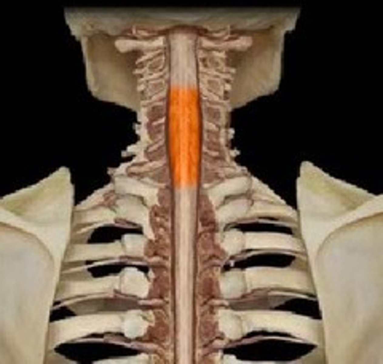 <p>a column of nerves within the spine that transmit messages to and from the body to the brain</p>