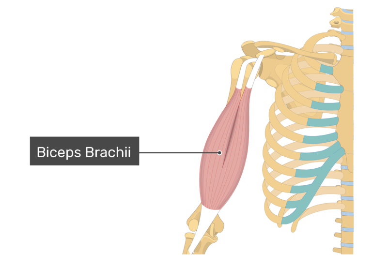 <p>FRONT OF ARM Origin: Scapula (coracoid process and supraglenoid tubercle) Insertion: Radial tuberosity of Radius Action: Flexion of elbow</p>