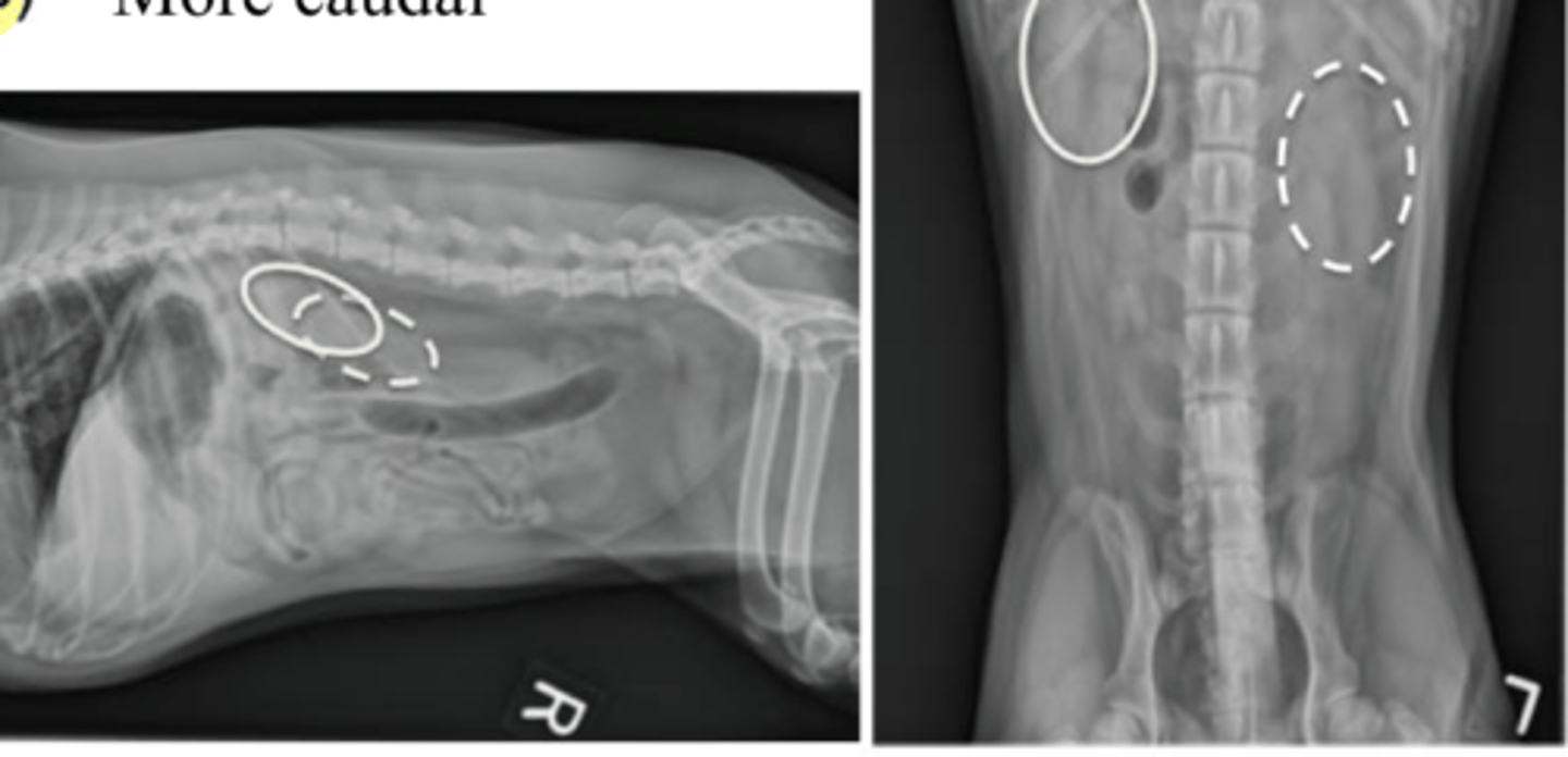 <p>Number: 2</p><p>Location: retroperitoneal space</p><p>- Right: cranial, renal fossa, T13</p><p>- Left: More mobile, L1-L3, more caudal</p><p>Shape: oval (bean)</p><p>Margination: smooth</p><p>Opacity: soft tissue</p><p>Size: 2.5-3.5x L2 vertebra</p>