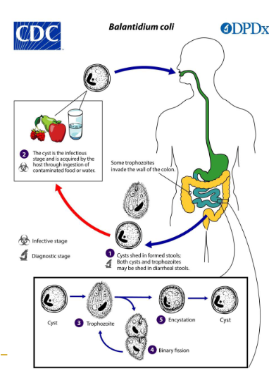 <ul><li><p><span>Human ingests cysts thru contaminated food/water </span></p><ul><li><p><span>Trophs can’t survive the low pH of stomach</span></p></li></ul></li><li><p><span>Excystment followed by maturation</span></p><ul><li><p><span>Symptoms appear on average 6 days later</span></p></li></ul></li><li><p><span>Encystment in the colon and rectum</span></p></li><li><p><span>Cysts passed in formed feces</span></p></li></ul><p></p>