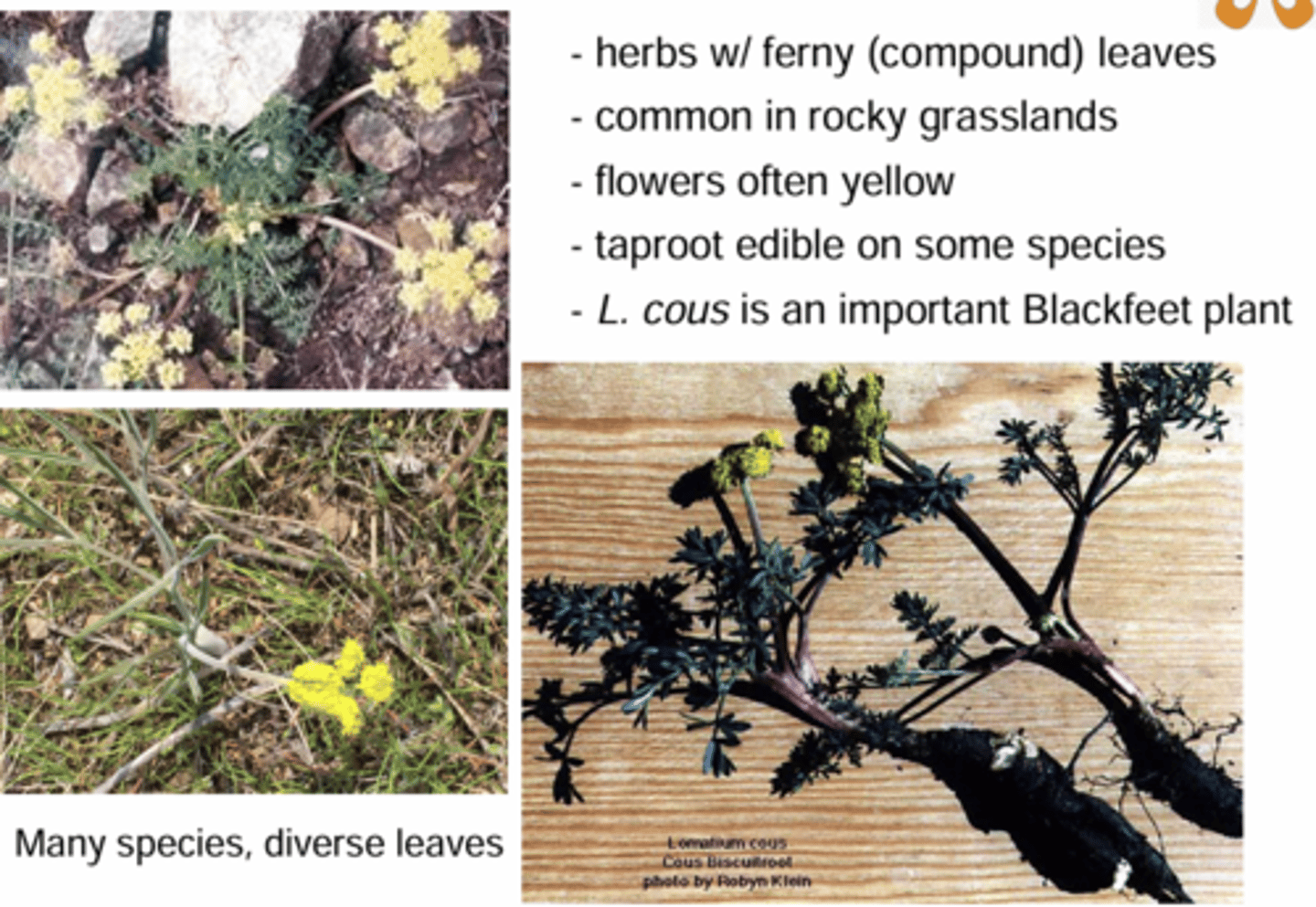 <p>What genus has these characteristics?</p><p>- herbs w/ ferny (compound) leaves</p><p>- common in rocky grasslands</p><p>- flowers often yellow</p><p>- taproot edible on some species</p><p>- L. cous is an important Blackfeet plant</p><p>- often low growing </p><p>Apiaceae Characteristics: </p><p>1) Alternate or basal </p><p>2) Regular </p><p>3) Umbel </p><p>4) Fruit = Schizocarp </p>