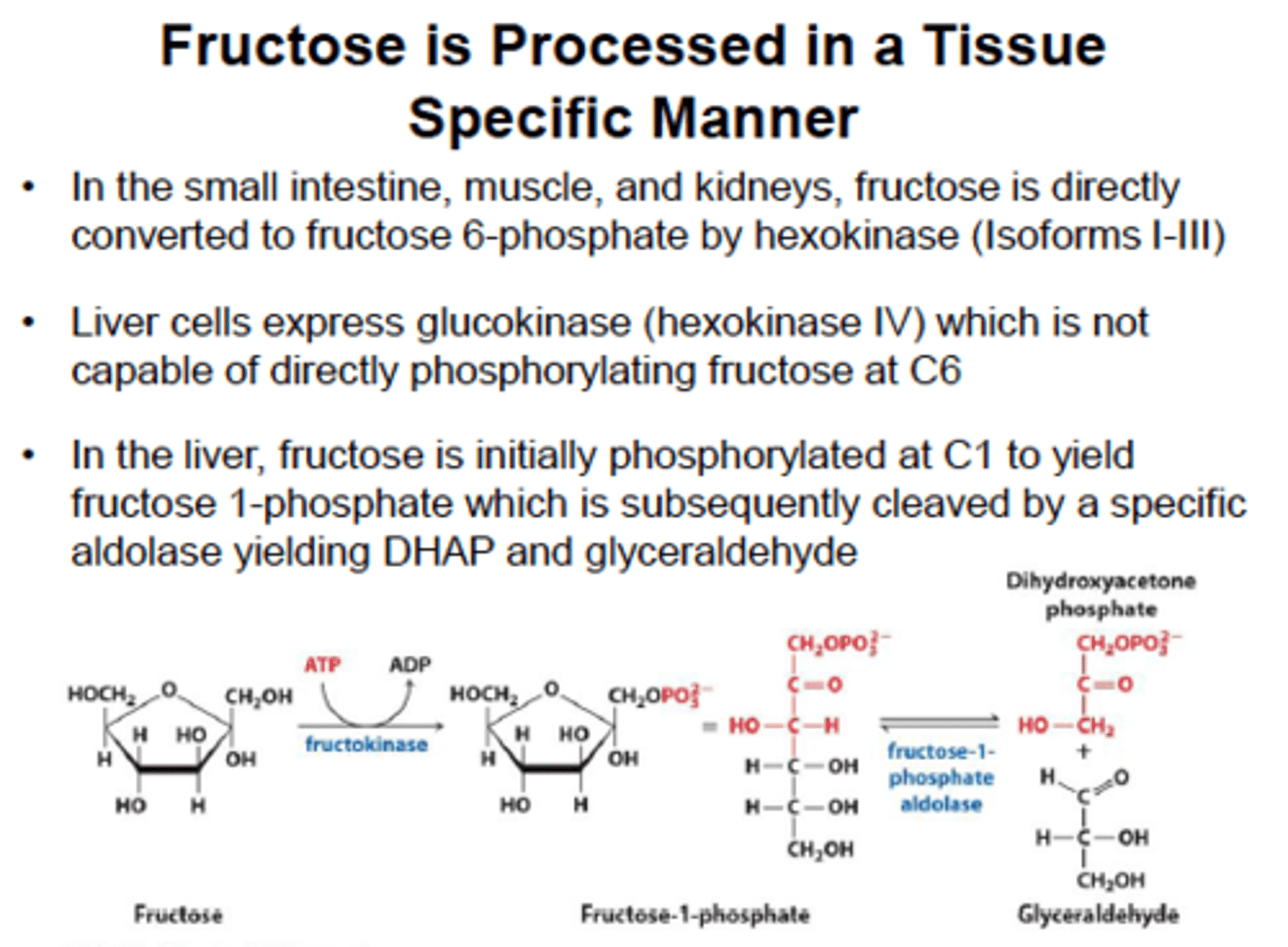 <p>It is trapped in the cell by fructokinase and then cleaved by aldolase B to form glyceraldehyde and DHAP. These products are downstream from the rate-limiting enzyme in glycolysis (PFK-1) , a high-fructose drink supplies a quick source of energy in both aerobic and anaerobic cells</p>